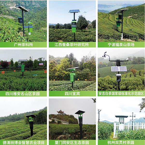 乐鱼茶园绿色防控技术方案应用 乐鱼茶园绿色防控技术方案应用